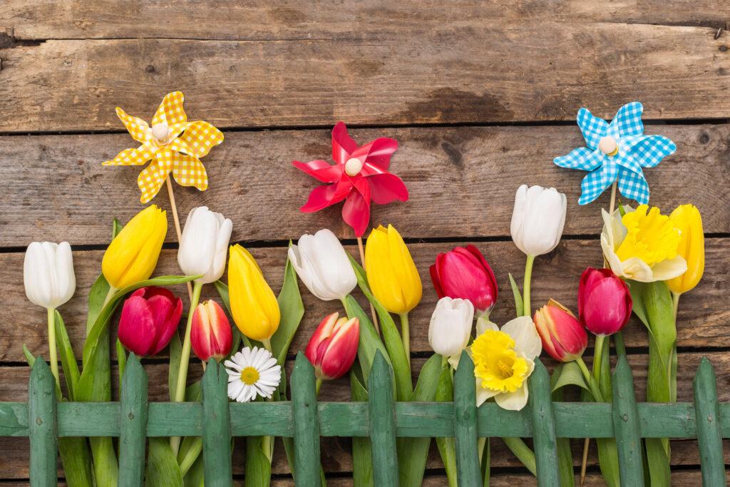 Tulpen mit Windrad Deko auf Holz, hinter Gartenzaun