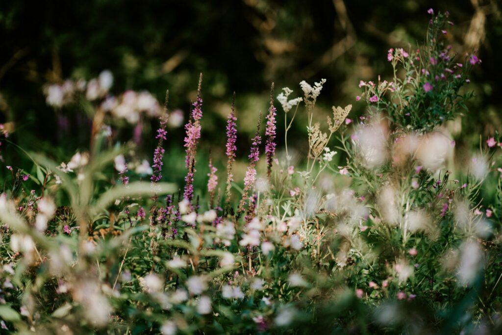 Bienenfreundliche Pflanzen Garten