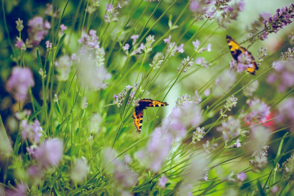 Schmetterlinge und Blumen